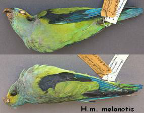 Hapalopsittaca melanotis